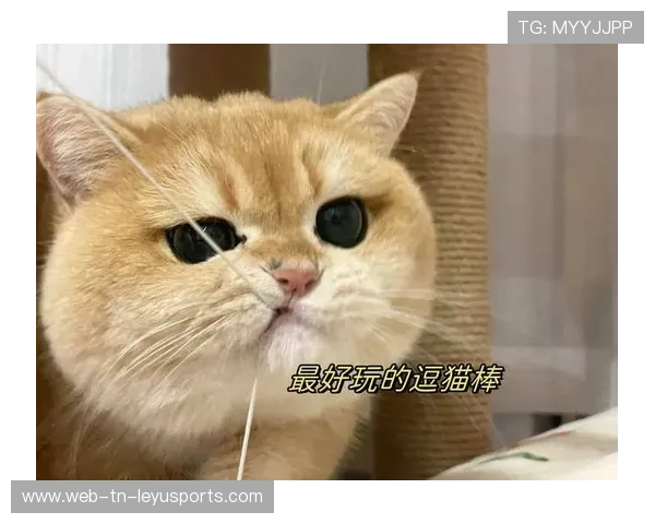 猫咪能运动吗？逗猫棒就是最好的玩具，猫咪可以玩绳子吗