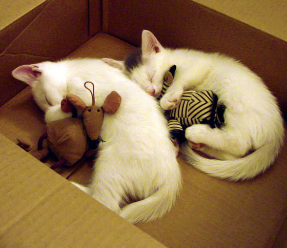 乐鱼体育官网下载-“高新体育中心：举重选手肩负全球期望，挑战世界纪录”