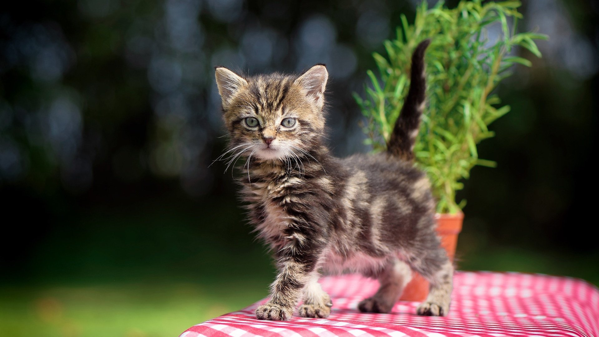 乐鱼体育登陆-中国排协发文加强青少年联赛裁判准入门槛管理，中国青少年排球锦标赛