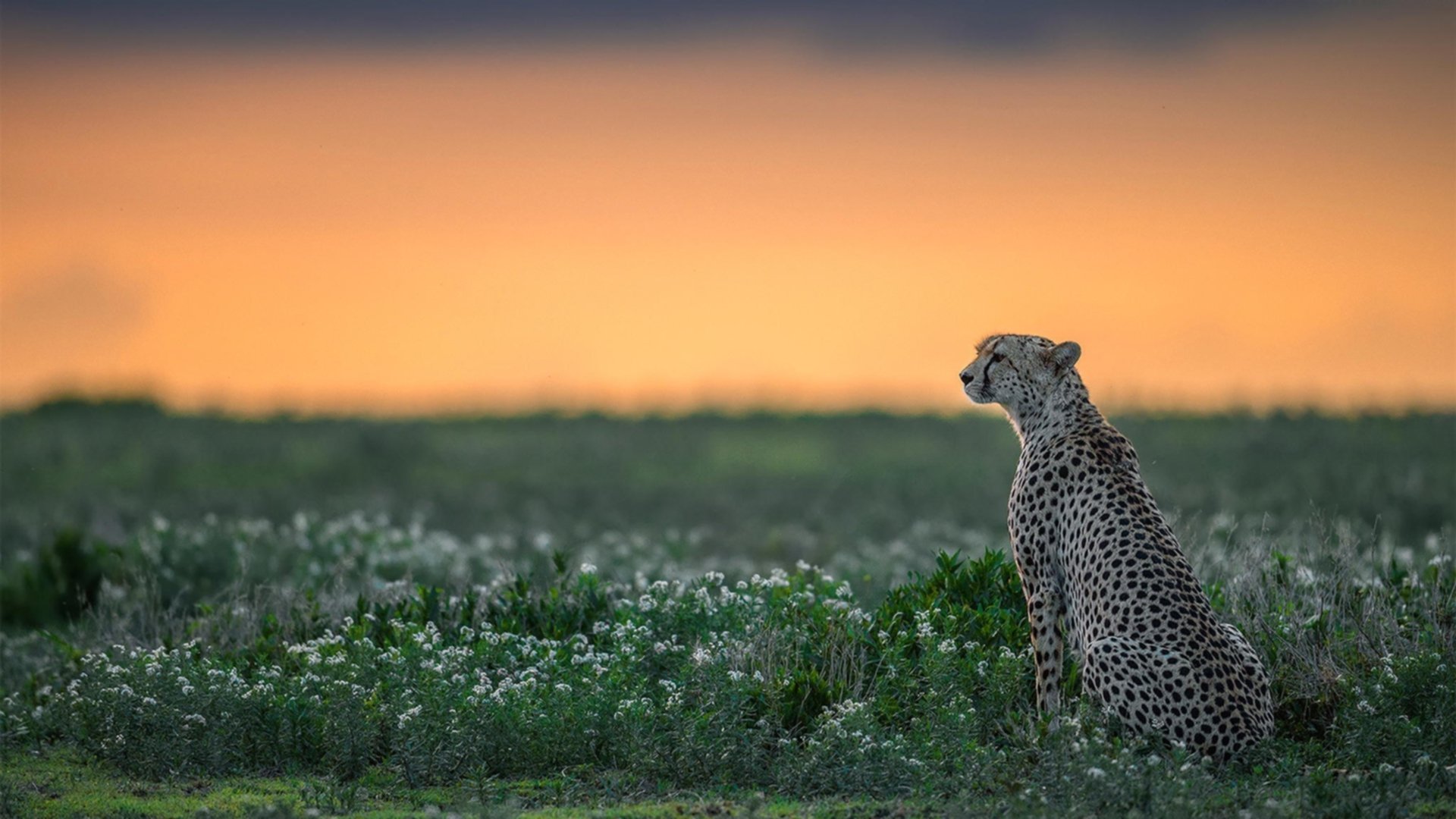 中国排协发文加强青少年联赛裁判准入门槛管理,中国青少年排球锦标赛