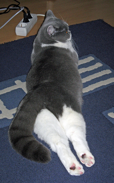 乐鱼官网优惠-乌拉圭女篮在南美锦标赛中表现出色，迈向奥运舞台，乌拉圭篮球联赛2021