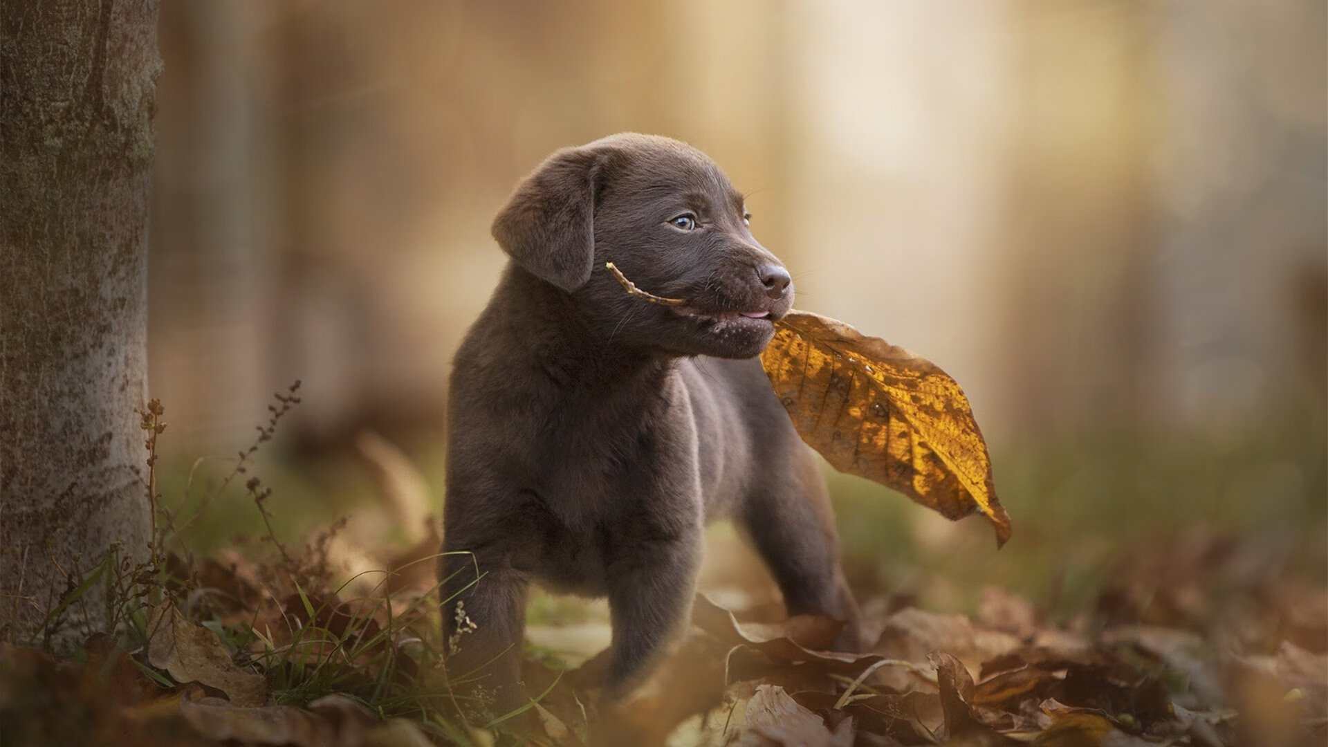 乐鱼体育在线下载-国家队训练营选拔机制优化多渠道发掘年轻篮球人才，国家队篮球训练计划