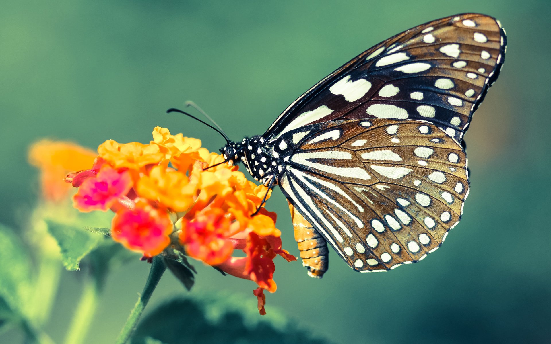 乐鱼体育在线网站-女子篮球专注快攻体系构建增加比赛节奏感，女子篮球战术配合