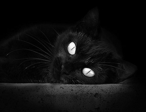 德克斯赛后感谢团队支持与鼓励,德克斯赛后感谢团队支持与鼓励的话语