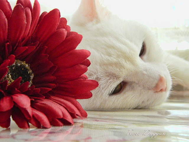 乐鱼体育在线官网-比利时男篮在欧洲预赛中奋竭争夺，冲击奥运奖金牌，比利时队2021欧洲杯