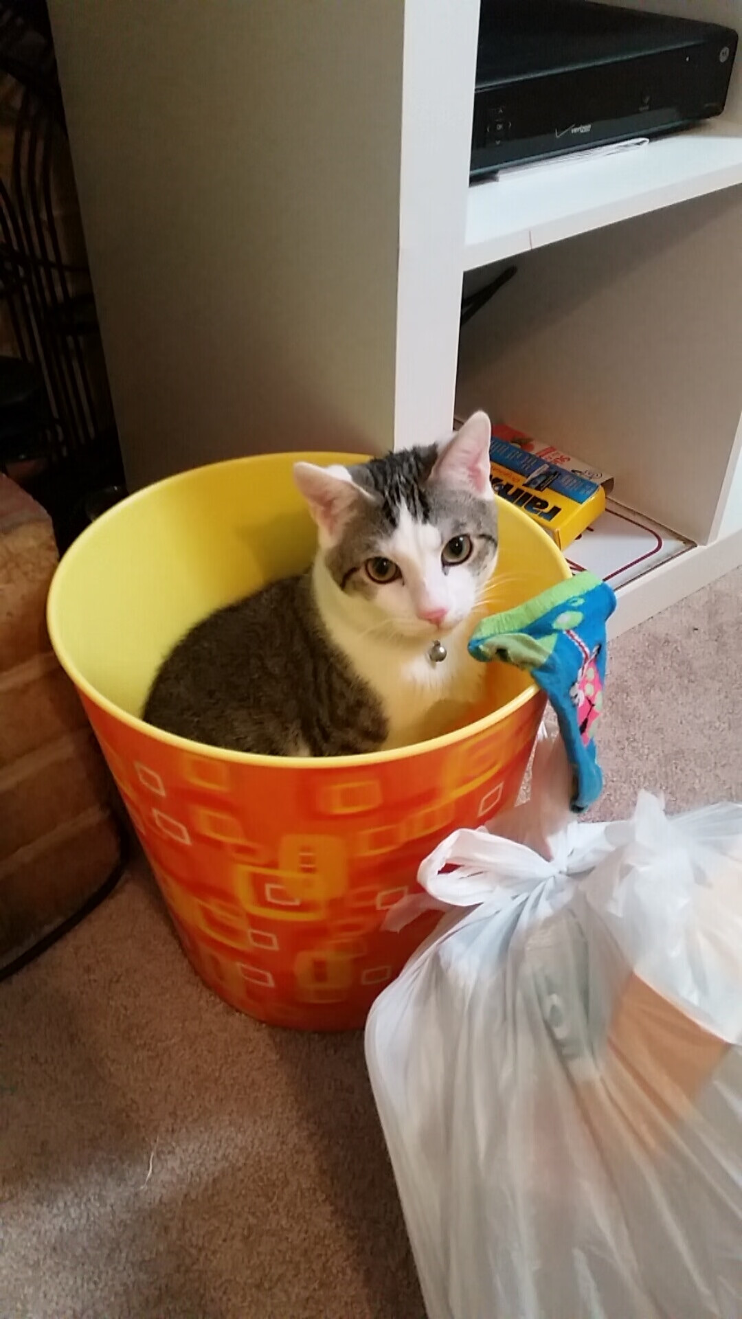 澳大利亚橄榄球的市场前景无限,赛事不断走向国际化,澳大利亚橄榄球队